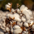 NITMA Warmly Welcomes Temporary Removal of 11% Cotton Import Duty